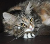Lili maine coon mix