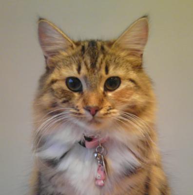 Lily lily the maine coon mix