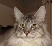 Logan silver maine coon cat