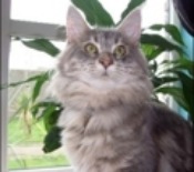Big Louis big maine coon cat