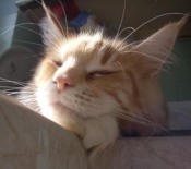 Mariella red cream maine coon cat