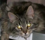 Marmite marmite the maine coon cat