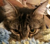 Maui maui the maine coon mix