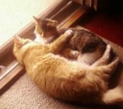 Maurice and Dusty maurice and dusty cats