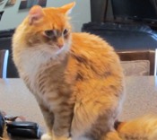 Maxwell red maine coon rescue