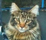 Merlin young maine coon cat