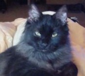 Mishi black smoke maine coon cat
