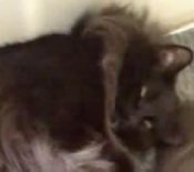 Mojo black smoke maine coon cat