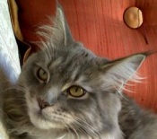 Molly pretty maine coon cat