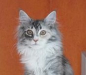 Muska young sliver maine coon on red