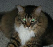 New Boy maine coon mix