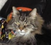 Nicky classic tabby maine coon cat
