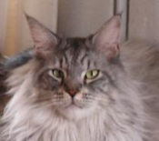 Nubble classic maine coon cat