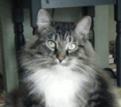 Oliver tabby maine coon