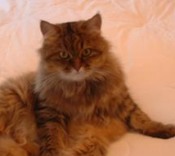 Penny penny the maine coon mix