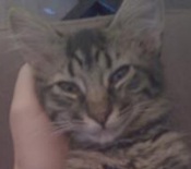 Reggie maine coon mix kitten