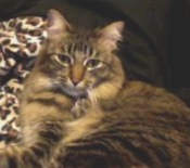 Roman roman the maine coon cat