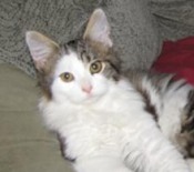 Sammie brown white maine coon mix kitten