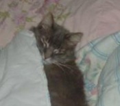 Shadow maine coon cat in bed