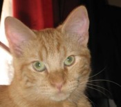 Sonny red tabby cat