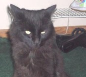 Sookie black maine coon mix