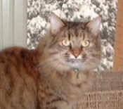 Tabby brown tabby maine coon