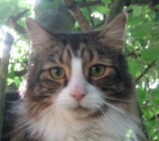 Thomas brown and white maine coon mix