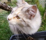Tilly beautiful purebred maine coon cat