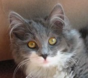 Tootsie gray and white maine coon mix