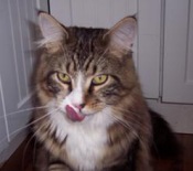 ColdstreamLK Whisky tabby and white maine coon cat