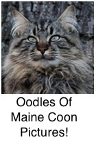 maine coon classic tabby