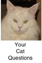 beautiful white maine coon