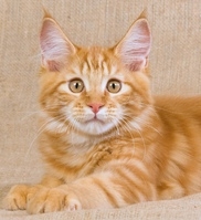 Maine Coon Information