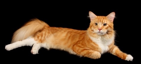 red-tabby-with-white.jpg