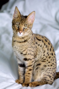 Large Domestic Cat Breeds
