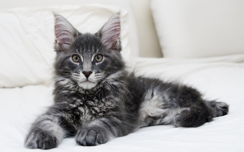 silver tabby maine coon kitten