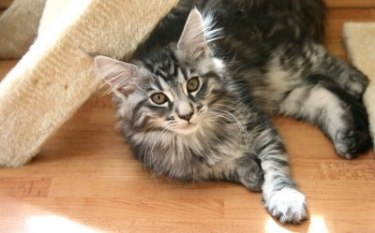 brown tabby maine coon kitten