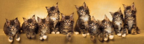 ten brown tabby maine coon