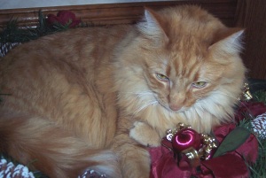 Maine Coon Cat Rescue Texas Maine Coon Cat Rescue Texas