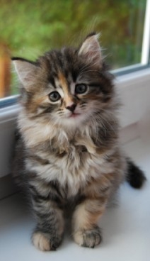 young tortie maine coon kitten