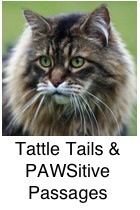 gorgeous big brown classic maine coon