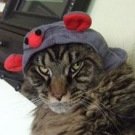 Bentley! tabby male maine coon cat