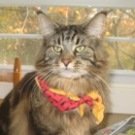 Bruno! classic brown male maine coon cat
