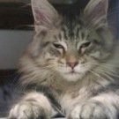 Dorian! silver sleepy maine coon kitten