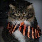 Fluffy! fluffy's halloween costume