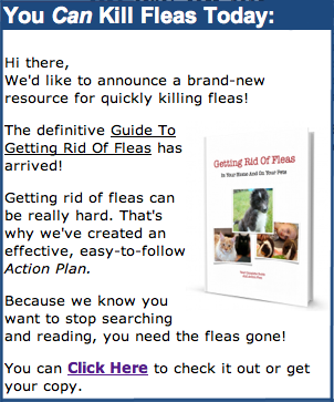 What are some good home remedies for killing fleas?
