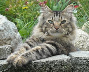 Maine Coon Cat Kittens For Sale In Nh Maine Coon Cat Kittens For Sale In Nh