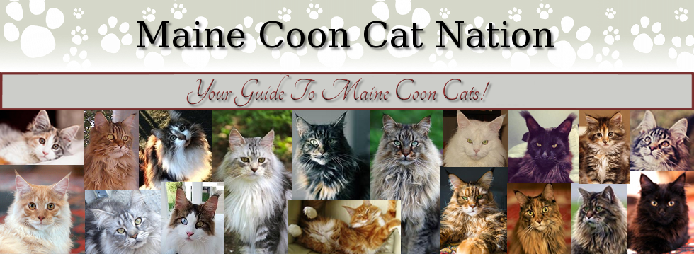 Maine Coon Colour Chart