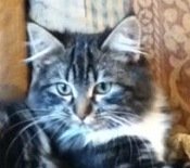 Bonnie maine coon brown and white