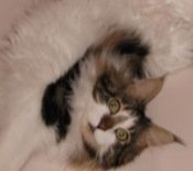 chester the maine coon cat